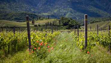 2024-Linee guida SQNPI Viticoltura