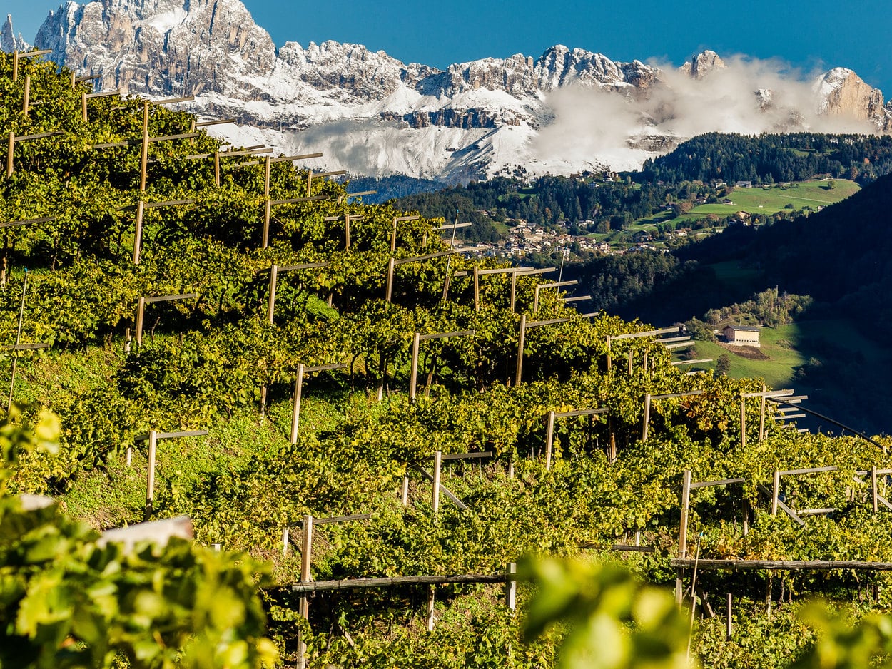 Viti verdi con uno spettacolare sfondo montuoso in Alto Adige.