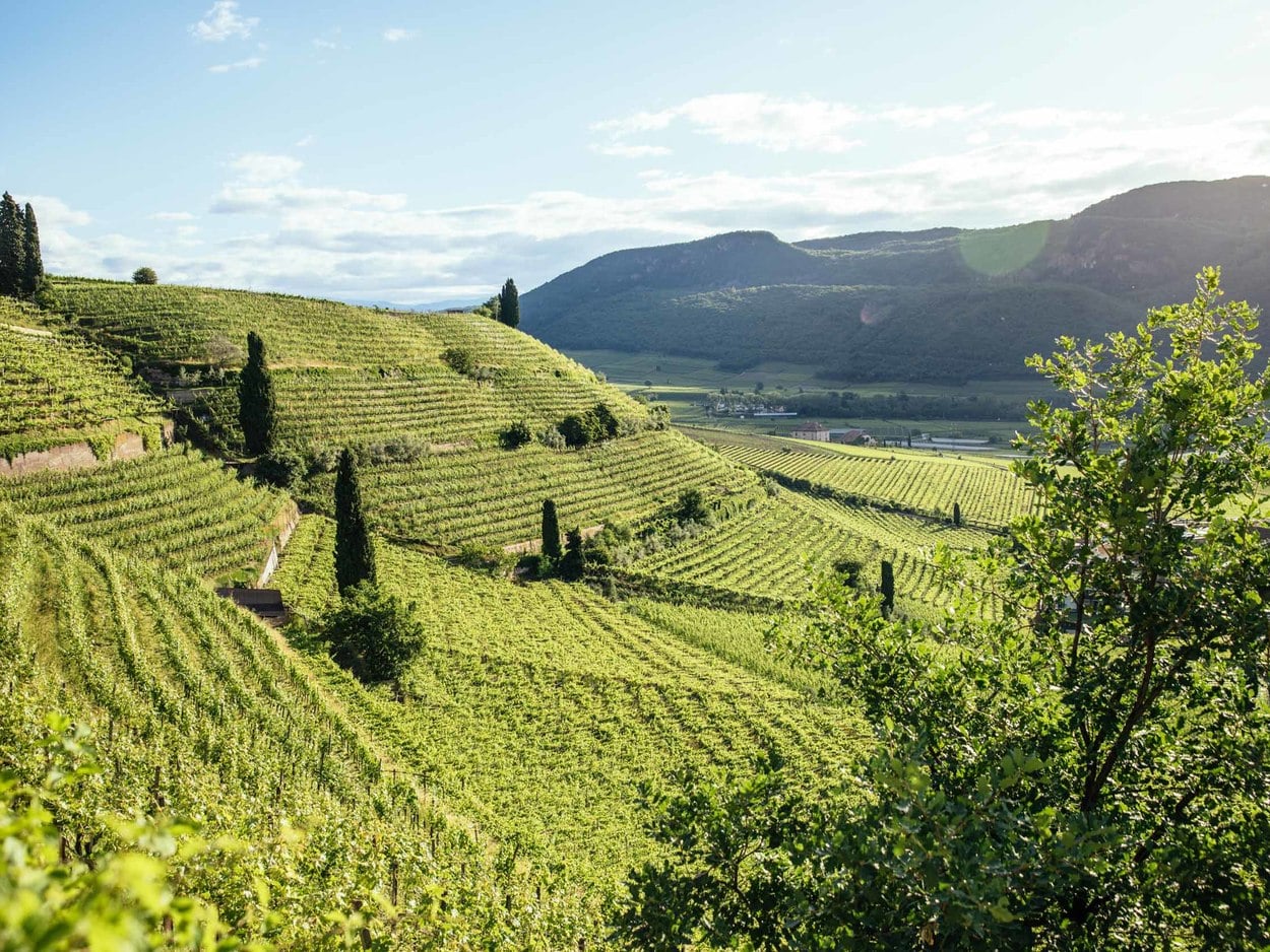 Viti verdi in Alto Adige, circondate da dolci colline.