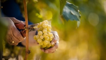 Uva Bianca Alto Adige