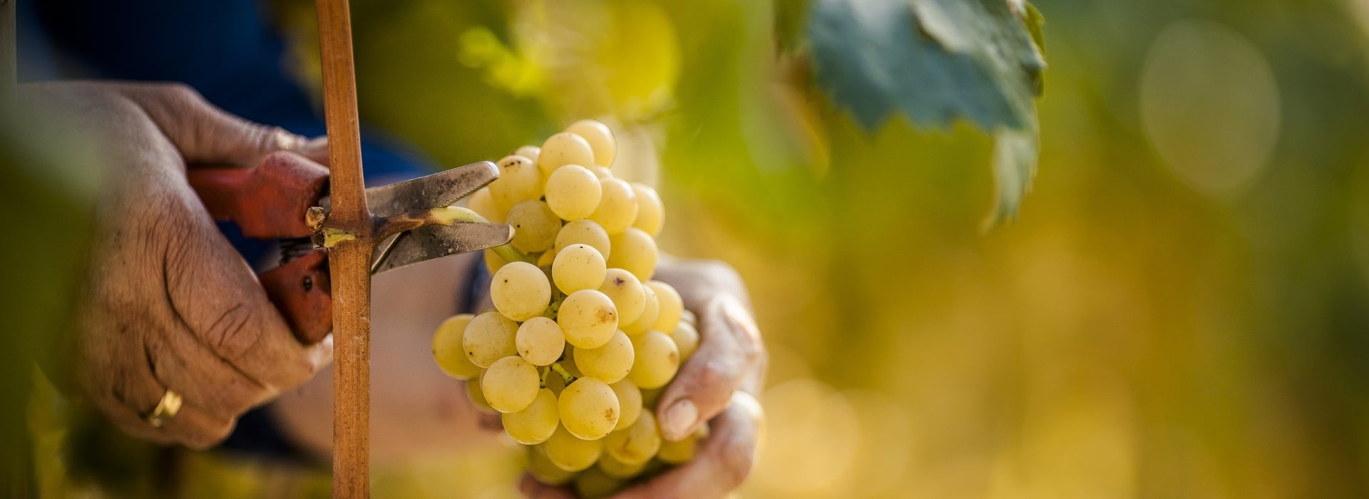 Vendemmia in Alto Adige