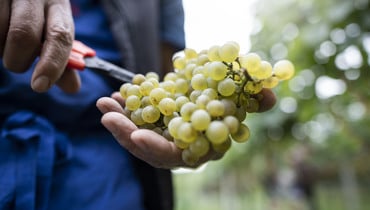 Iniziata la vendemmia 2024 ©Eppan Wein_AlexFilz