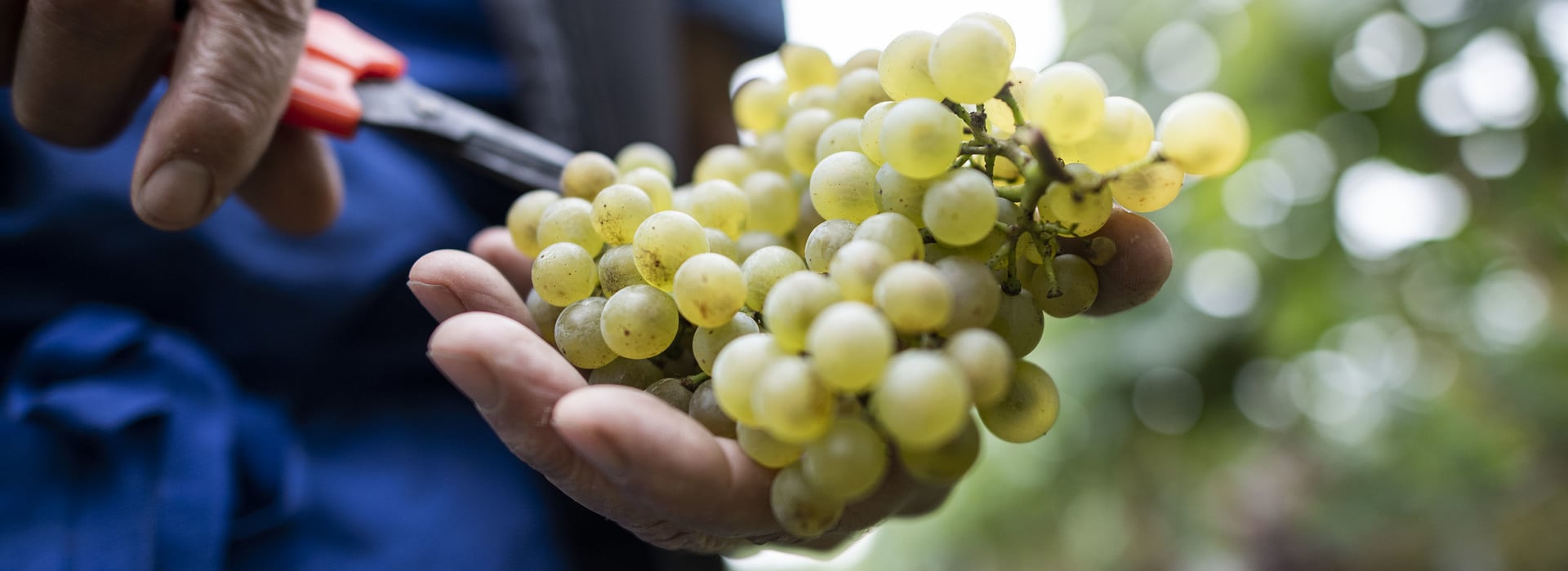 Iniziata la vendemmia 2024 ©Eppan Wein_AlexFilz