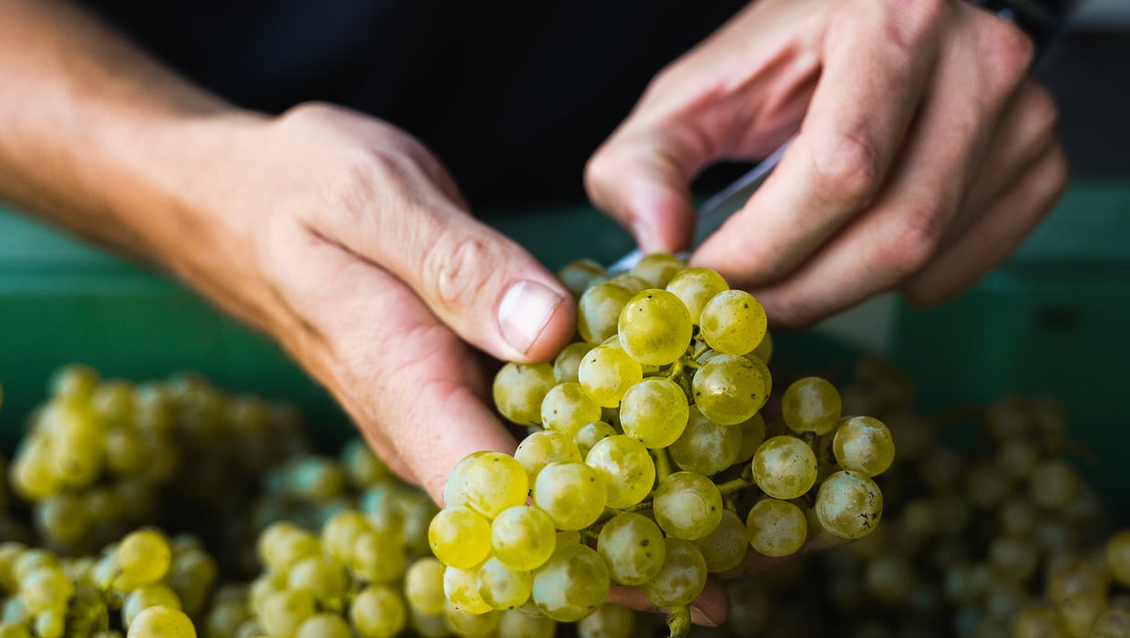 Dettaglio di mani che tengono un grappolo d’uva durante la vendemmia.