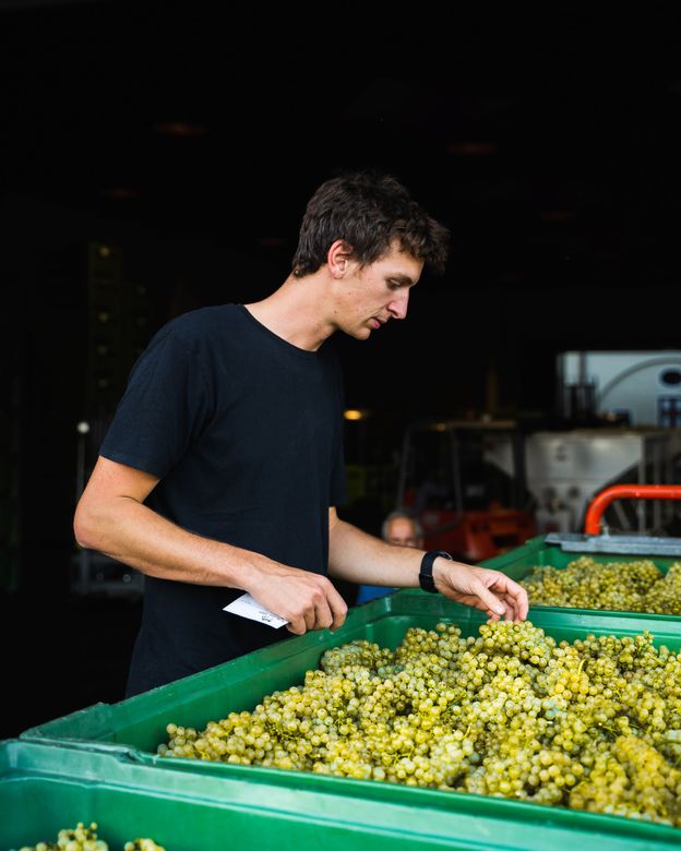 Jakob Gasser durante la vendemmia