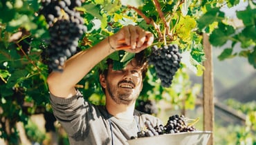 Un giovane viticoltore altoatesino raccoglie l'uva in autunno