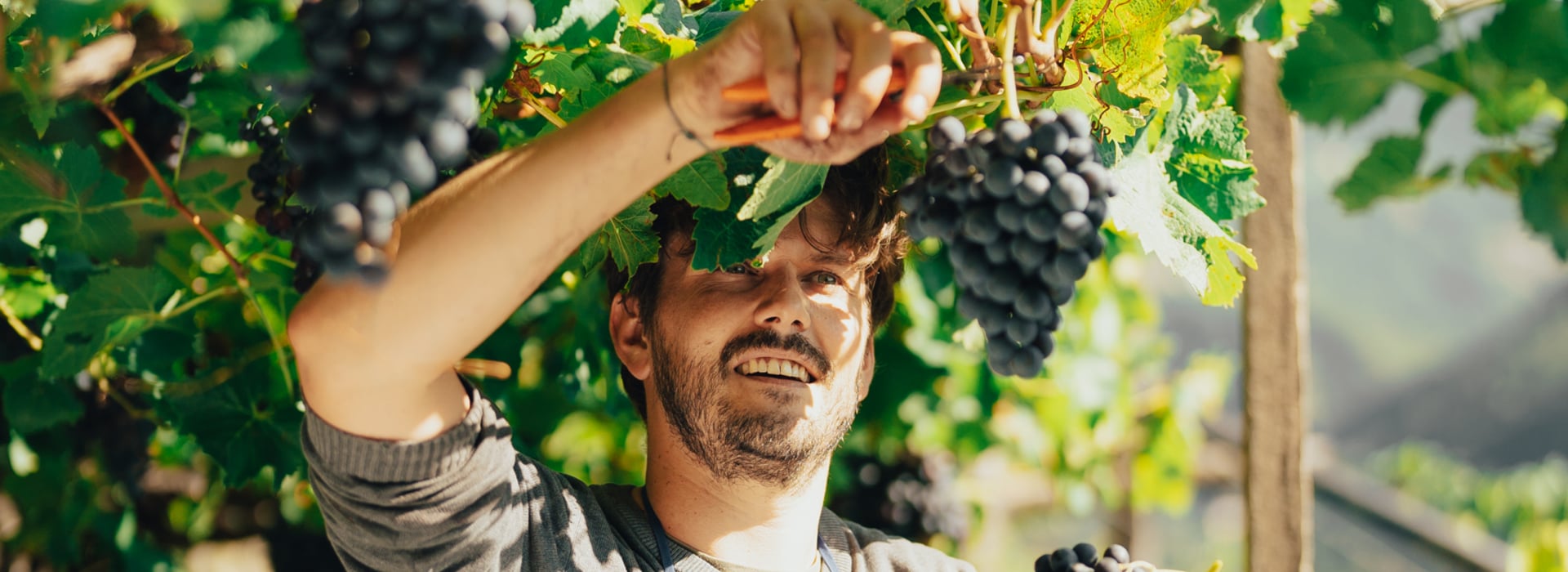 Un giovane viticoltore altoatesino raccoglie l'uva in autunno
