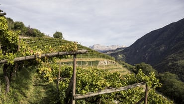 Alto Adige, terra del vino_IDM Südtirol-Alto Adige/Florian Andergassen