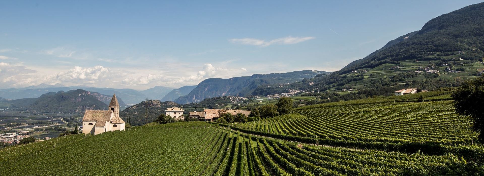 Vigneti verdi di diverse altitudini in Alto Adige ©IDM/Vini Alto Adige/Florian Andergassen