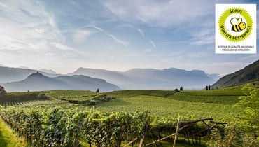 2025-Linee guida SQNPI Viticoltura