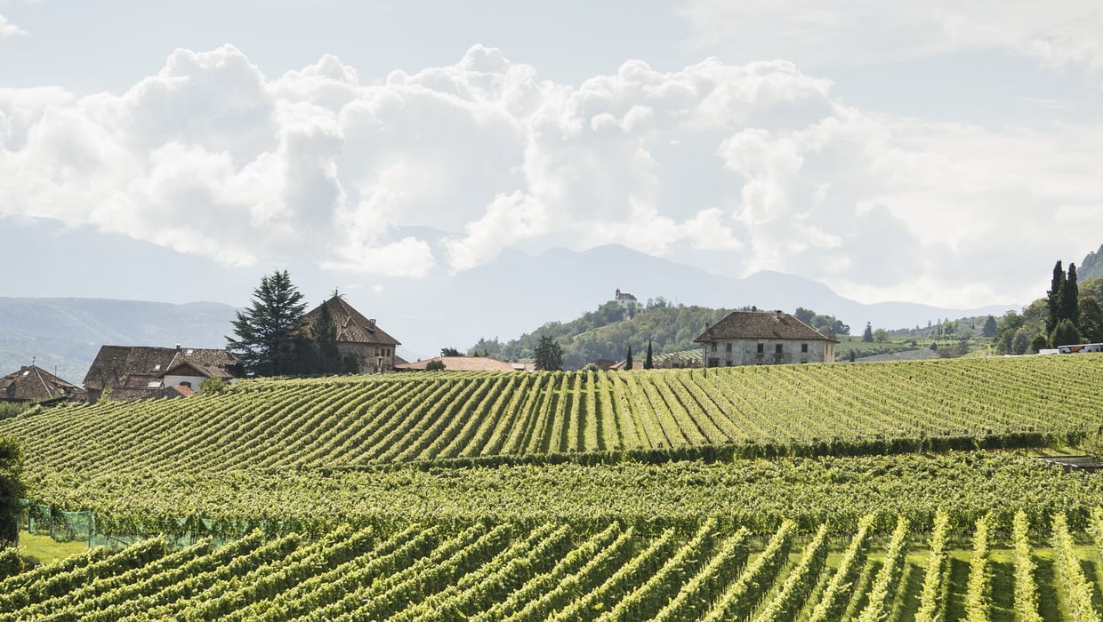 Annata 2024 ©Appiano/Alex Filz