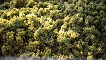 La vendemmia inizia alla fine di agosto ©Eppan Wein/Alex Filz