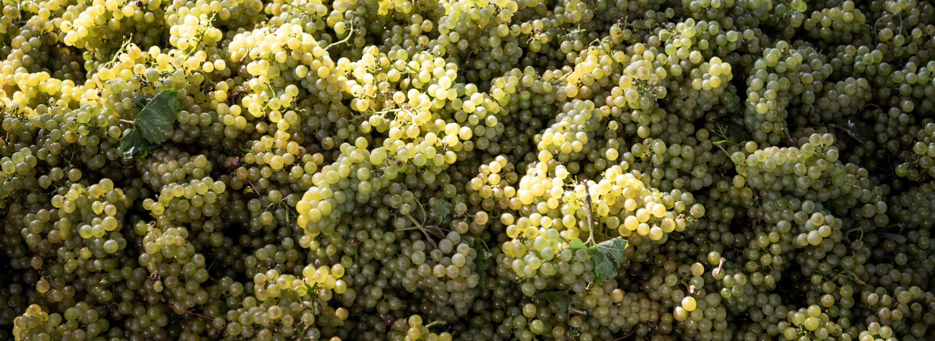 La vendemmia inizia alla fine di agosto ©Eppan Wein/Alex Filz