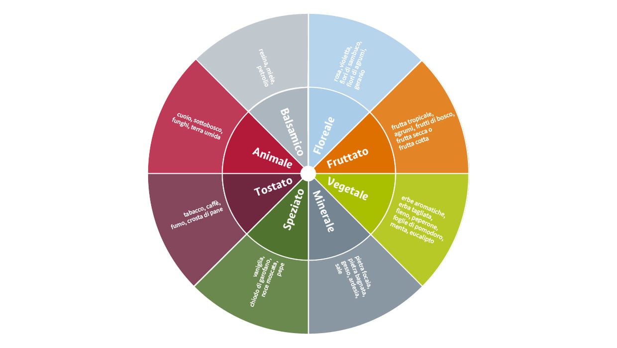 Rappresentazione grafica della ruota degli aromi del vino.