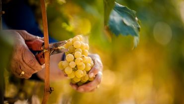 ©Vini Alto Adige/Florian Andergassen